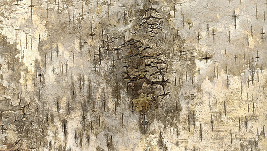 grey bark surface thumbnail