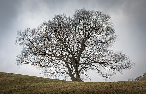 withered tree thumbnail