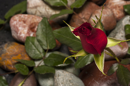 close-up photography of red rose in bloom thumbnail