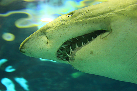 close-up photo of shark thumbnail