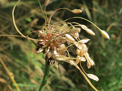 Allium Oleraceum, Field Garlic thumbnail