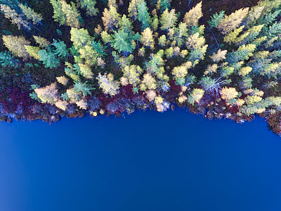 top view of pine trees thumbnail