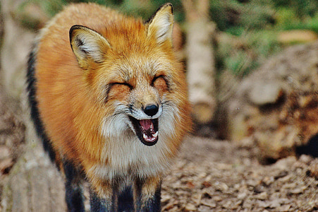shallow focus photography of red fox thumbnail
