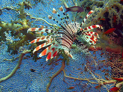 white, black, and red lion fish thumbnail