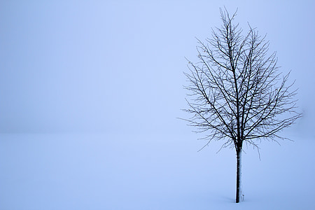 tree surrounded by snow thumbnail