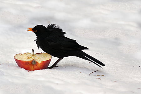 black bird eating red apple thumbnail
