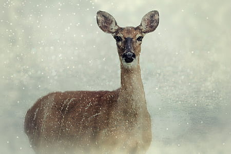 brown deer thumbnail
