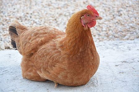 hen sitting on concrete surface thumbnail