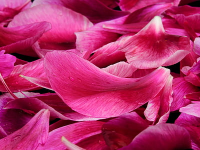 pink flower petals thumbnail