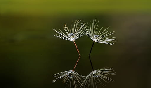 white dandelion reflection on water thumbnail