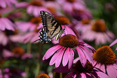 tiger swallowtail butterfly perching on pink petaled flower in selective-focus photography thumbnail