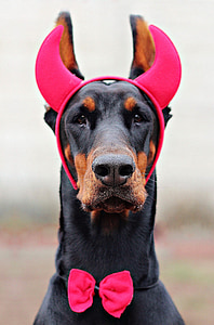 adult black and tan Doberman pinscher wearing red devil headband thumbnail