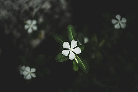 selective focus photography of white petaled flower thumbnail