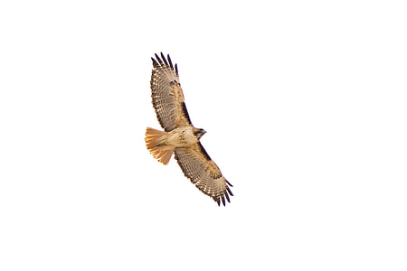 brown and brown flying bird thumbnail