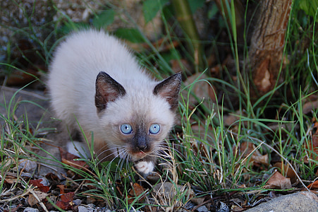 Siamese kitten on green grass thumbnail