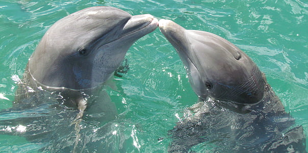 two dolphins in body of water thumbnail