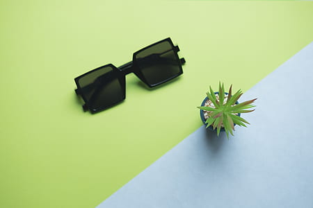 sunglasses, plant, pot, table thumbnail