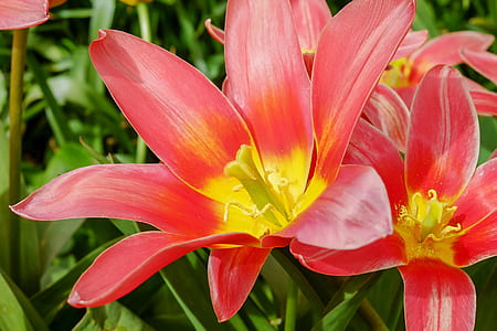 red-and-yellow petaled flowers thumbnail