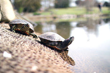 lake, animals, turtles thumbnail