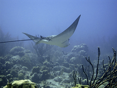 gray stingray thumbnail
