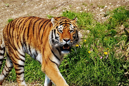adult tiger walking near grass during daytime thumbnail