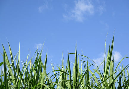 green grass field under clear blue sky thumbnail