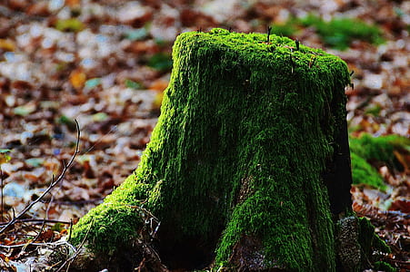 brown wooden stamp with green moss thumbnail