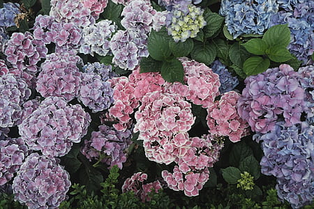 blooming purple-and-pink flowers thumbnail