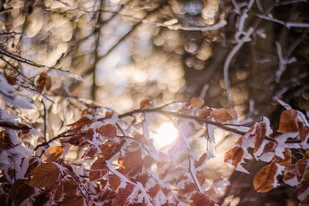 brown-and-white leaves bokeh photography thumbnail