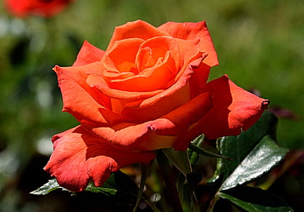 closeup photo of red rose flower thumbnail