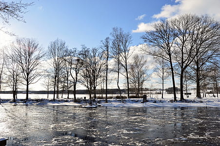 Brown Tree Lot on White Snow thumbnail