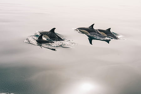 killer whales in body of water thumbnail
