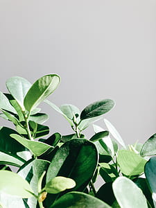 green leafed plant thumbnail