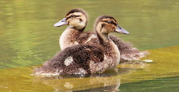 two brown ducklings at the body of water thumbnail