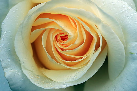 close-up photography of white rose thumbnail