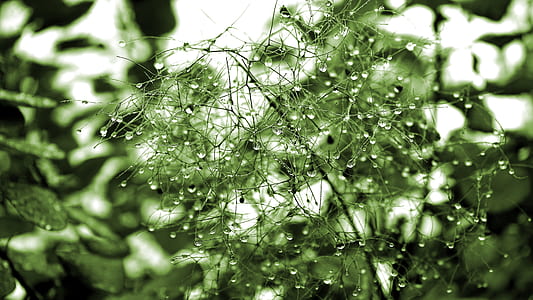 closed up photo of green leaf thumbnail
