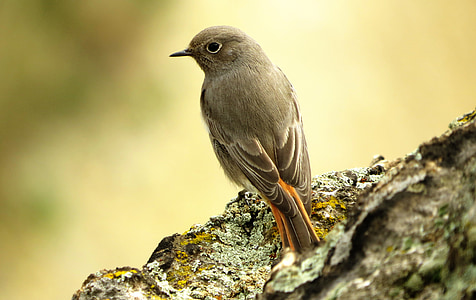 gray bird on top of stone thumbnail