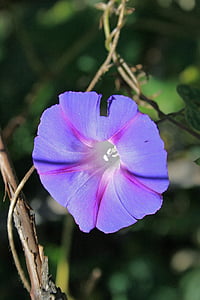 shallow focus photography of purple flower thumbnail