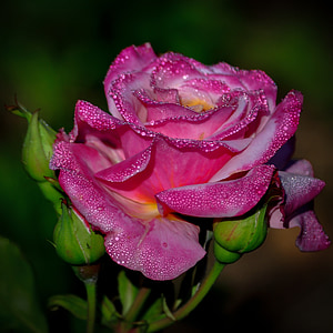 shallow focus photography of pink rose thumbnail