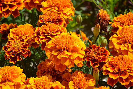 Orange Flowers, Carnations Of India thumbnail