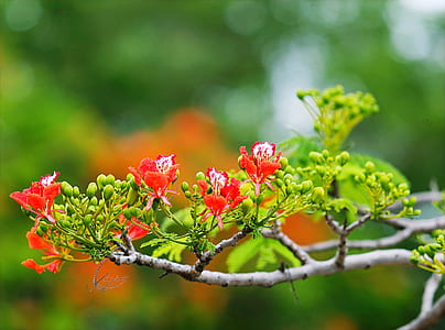 Red Flowers in Tree Photography thumbnail