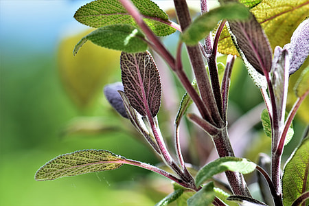 close-up photography of green leaf thumbnail