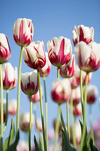 focus photography of white and red tulip flowers under blue sky at daytime thumbnail