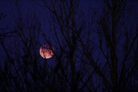 silhouette of trees thumbnail