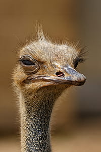Brown Ostrich thumbnail