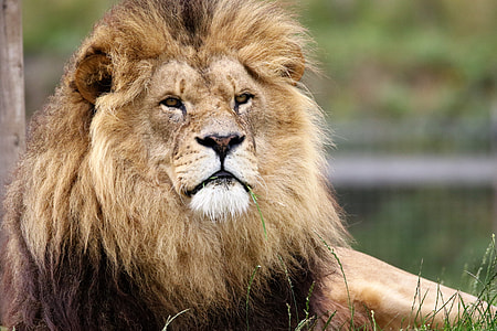 Lion Photographty thumbnail