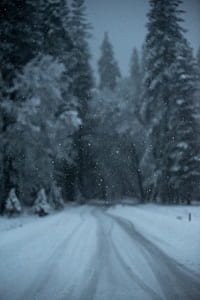 black pathway in between snow covered trees thumbnail