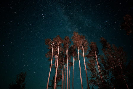 worms eye view of brown tall trees during nighttime thumbnail