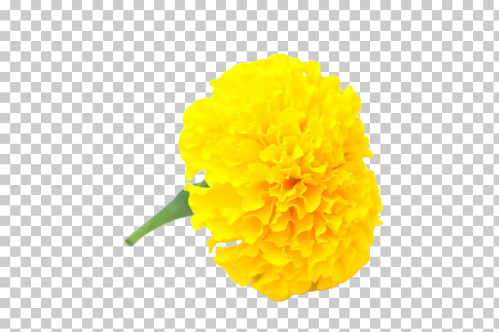 Mexican Marigold Flower Yellow Calendula Officinalis Chrysanthemum