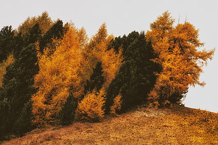 Brown and Green Withered Trees on Withered Grass thumbnail